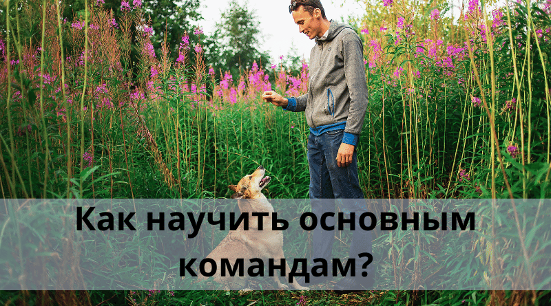 Как научить основным командам?