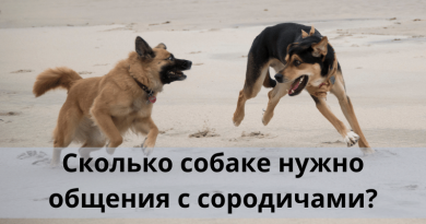 Сколько собаке нужно общения с сородичами?