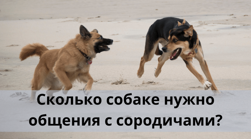 Сколько собаке нужно общения с сородичами?