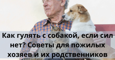 Как гулять с собакой, если сил нет? Советы для пожилых хозяев и их родственников