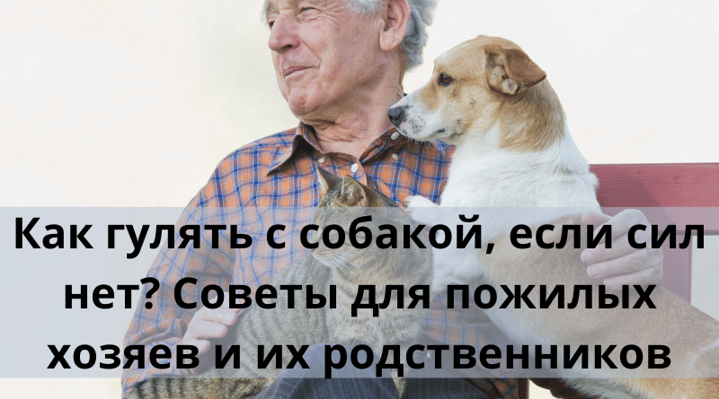 Как гулять с собакой, если сил нет? Советы для пожилых хозяев и их родственников