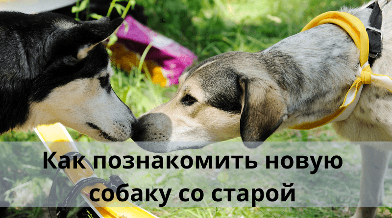 Как познакомить новую собаку со старой?