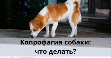 Копрофагия: что делать? Методы коррекции