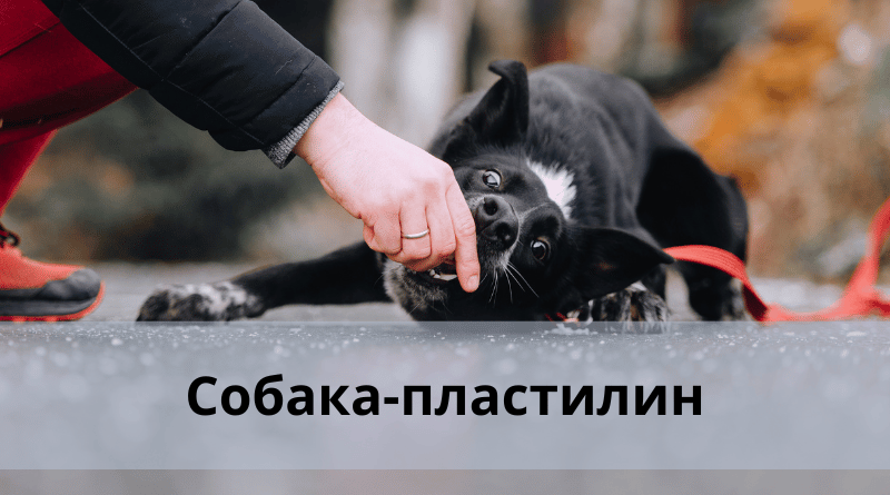 Собака-пластилин