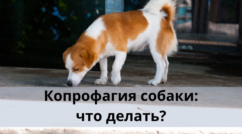 Копрофагия: что делать? Методы коррекции