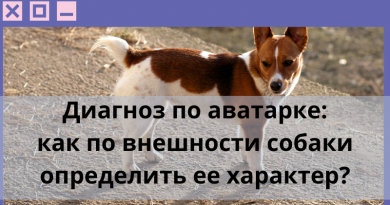 Диагноз по аватарке: как по внешности собаки определить ее характер?