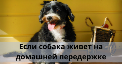 Как по поведению собаки понять, какие трудности вас ожидают?