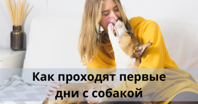 Как проходят первые дни с собакой?