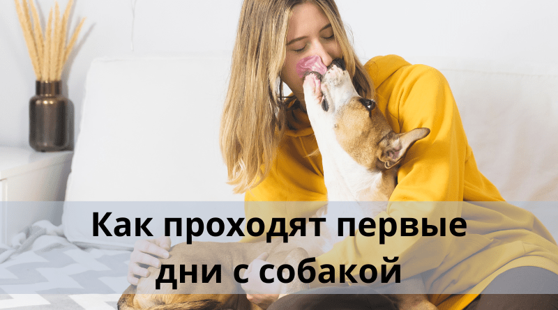 Как проходят первые дни с собакой?