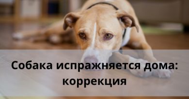 Собака испражняется дома: коррекция