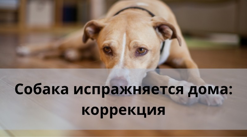 Собака испражняется дома: коррекция