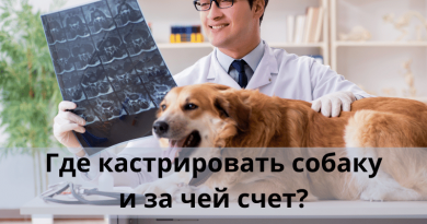 Где кастрировать собаку и за чей счет?