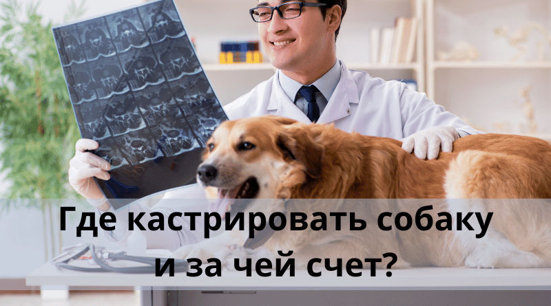 Где кастрировать собаку и за чей счет?